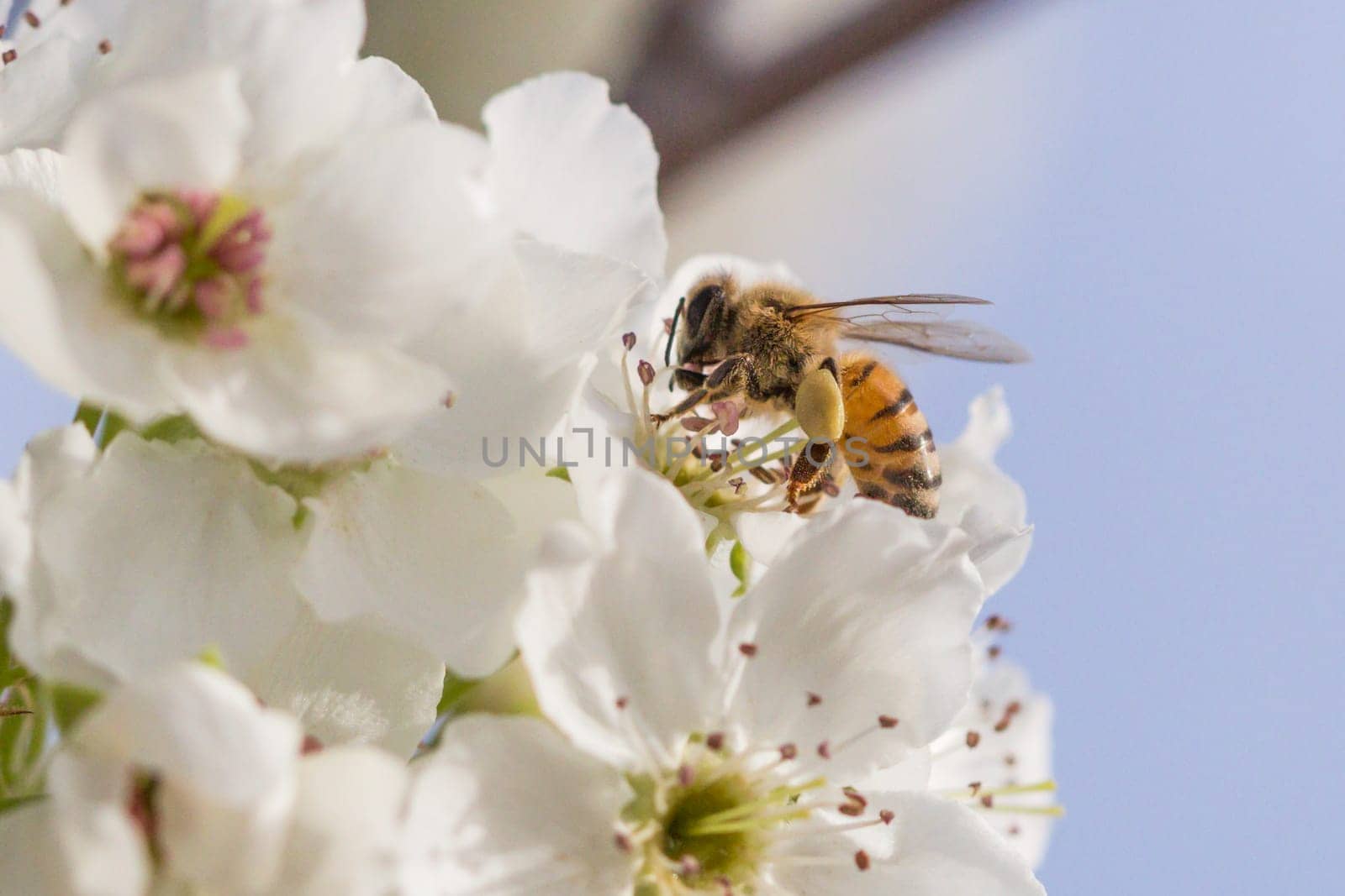 Honeybee Harvesting Pollen From Blossoming Tree Buds.