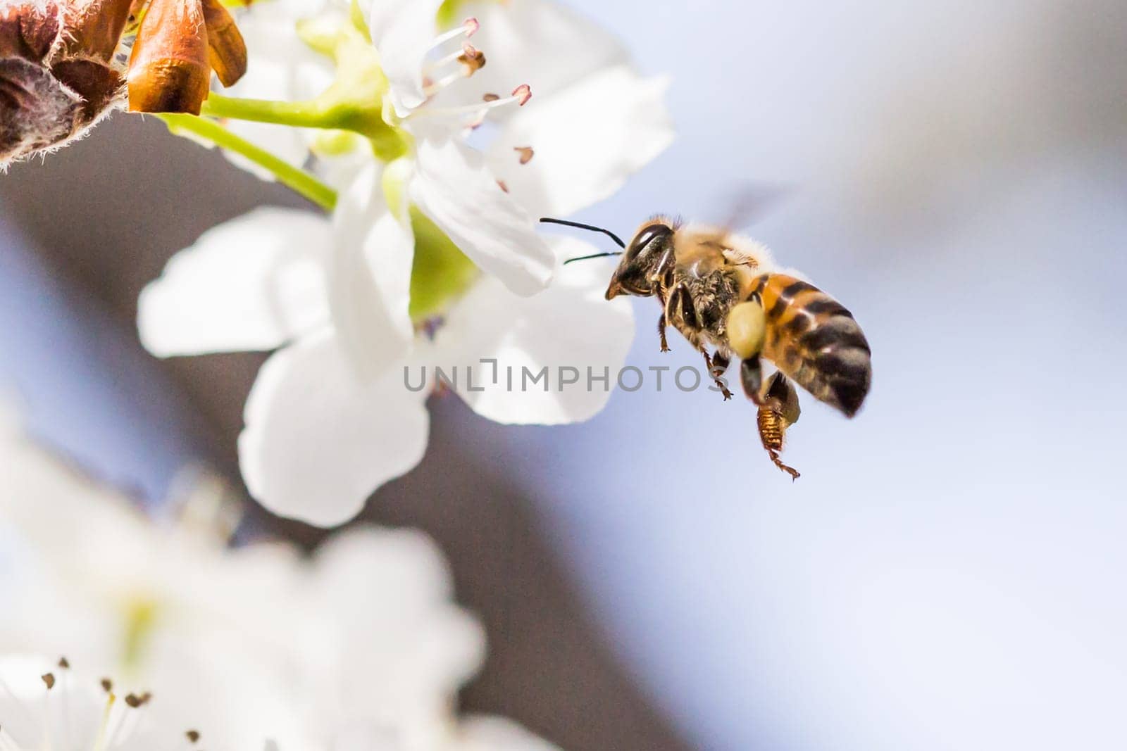 Honeybee Harvesting Pollen From Blossoming Tree Buds.