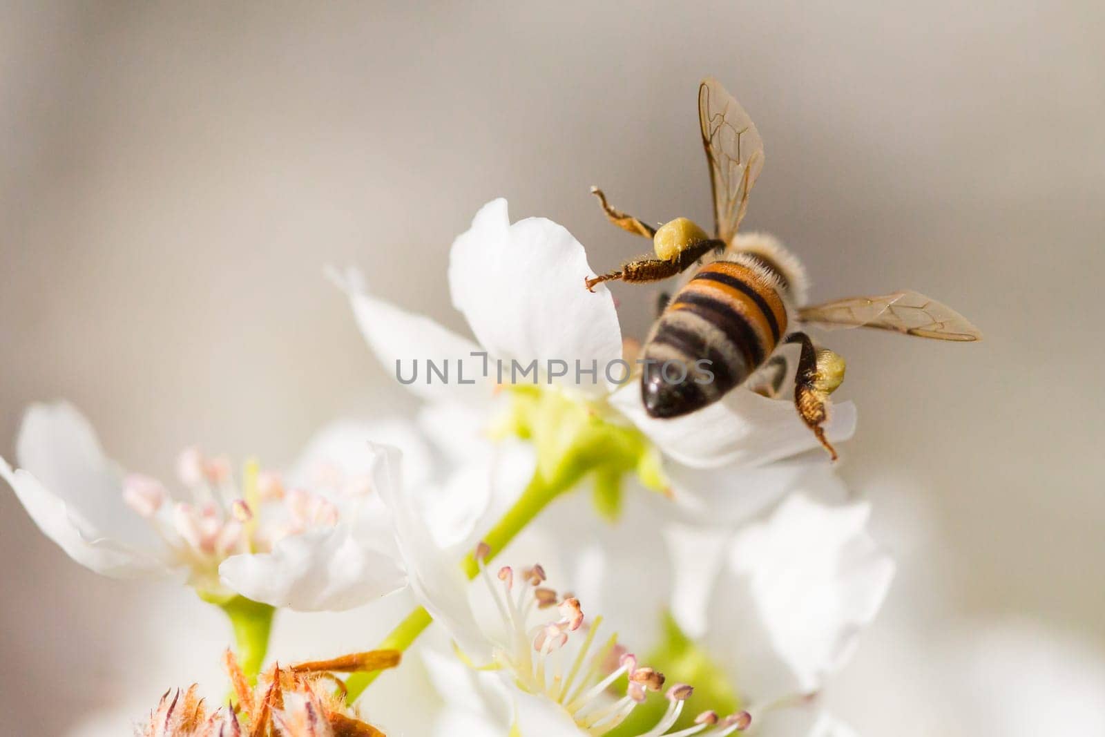 Honeybee Harvesting Pollen From Blossoming Tree Buds.