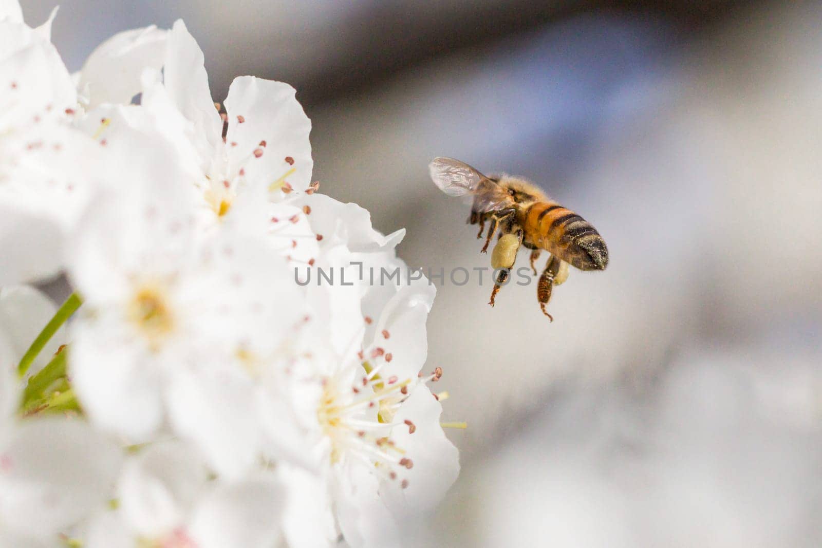 Honeybee Harvesting Pollen From Blossoming Tree Buds.