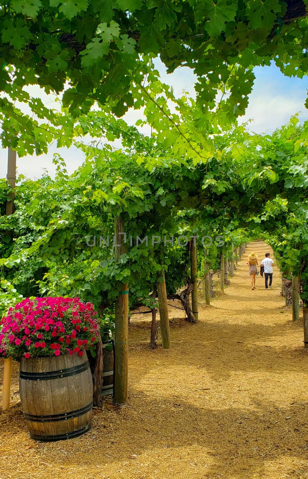 Young Couple Talking A Walk Among the Wine Grape Vineyard.