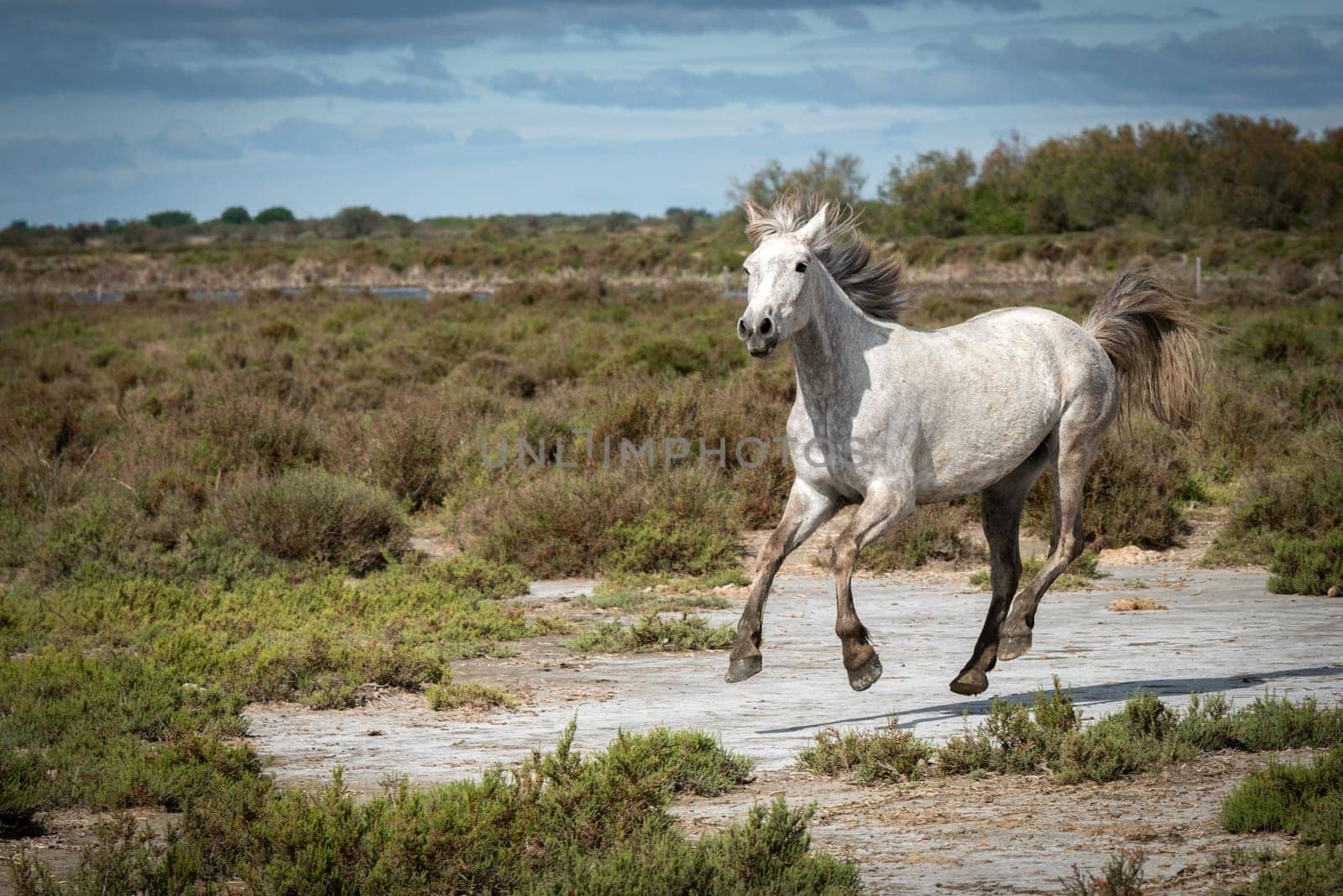 Camargue, France, April 27 2019 : White horses and two guardians are walking in the water all over in the swamp in Camargue, France.