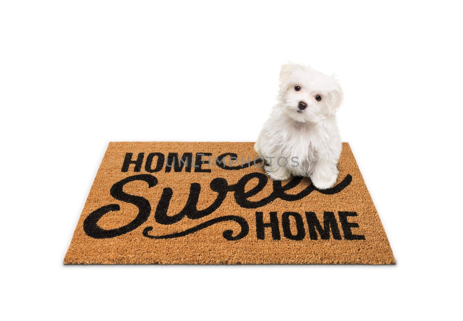 Maltese Puppy Sitting on Home Sweet Home Welcome Mat Isolated on White.