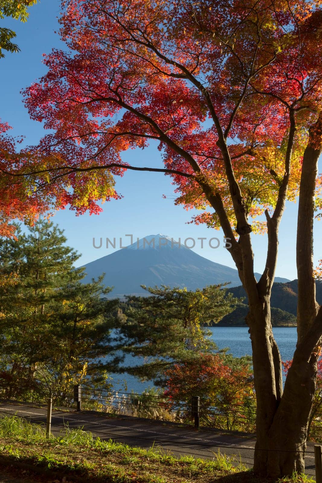 This photo was shot from the area around Mt.Fuji in Autumn. It is time to start snow cap on the top of Mt.Fuji and maple leaves change to autumn color. There are 5 lakes around Mt.Fuji.