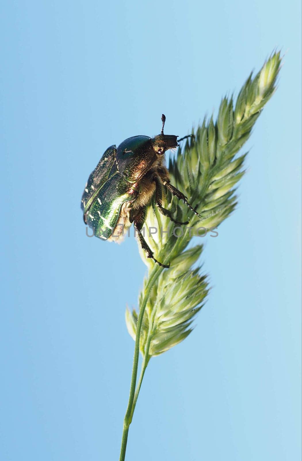Rose beetle