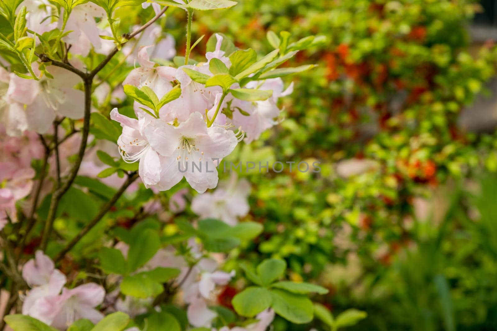 Bush of many delicate vivid pink flowers of azalea or Rhododendron plant in a sunny spring garden.Japanese pink Azalea flowers .