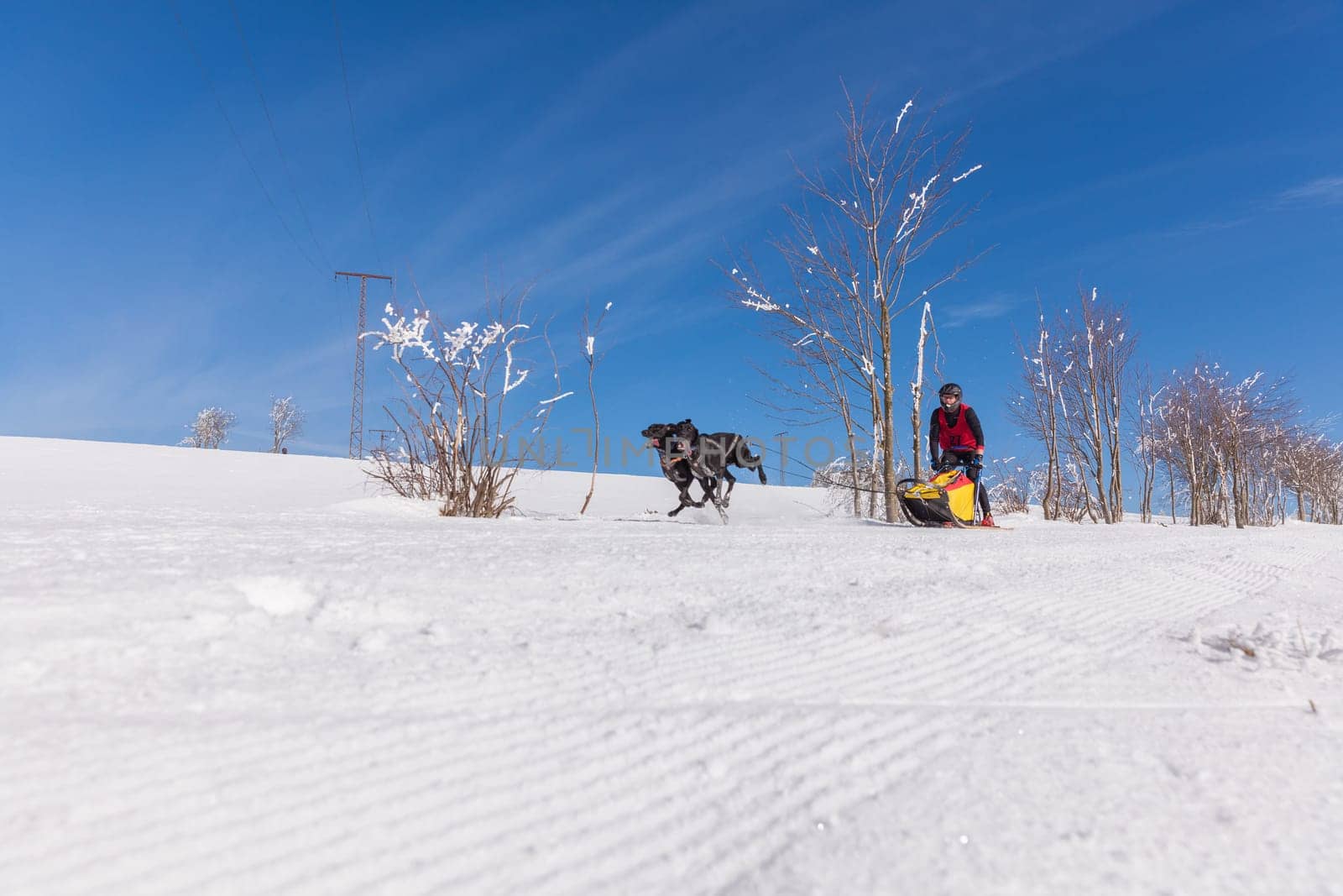 German Championship Sled Dog Race Frauenwald 2015