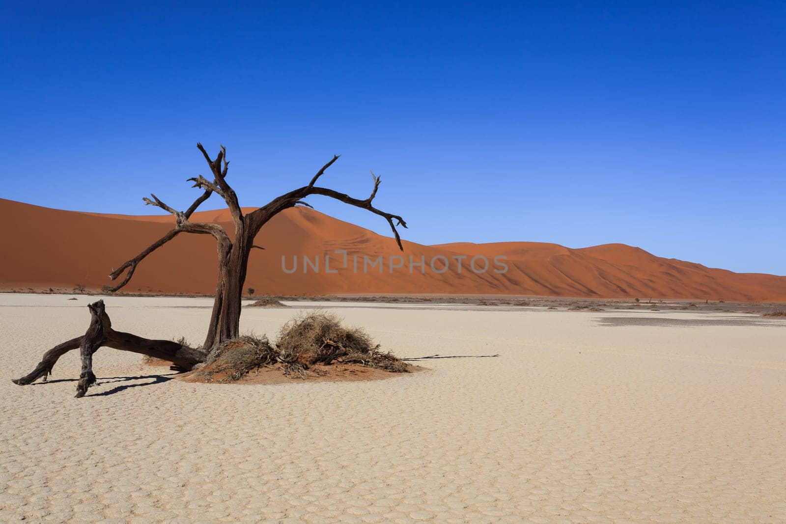 Death tree with red dunes from Hidden Vlei, Sossusvlei Namibia