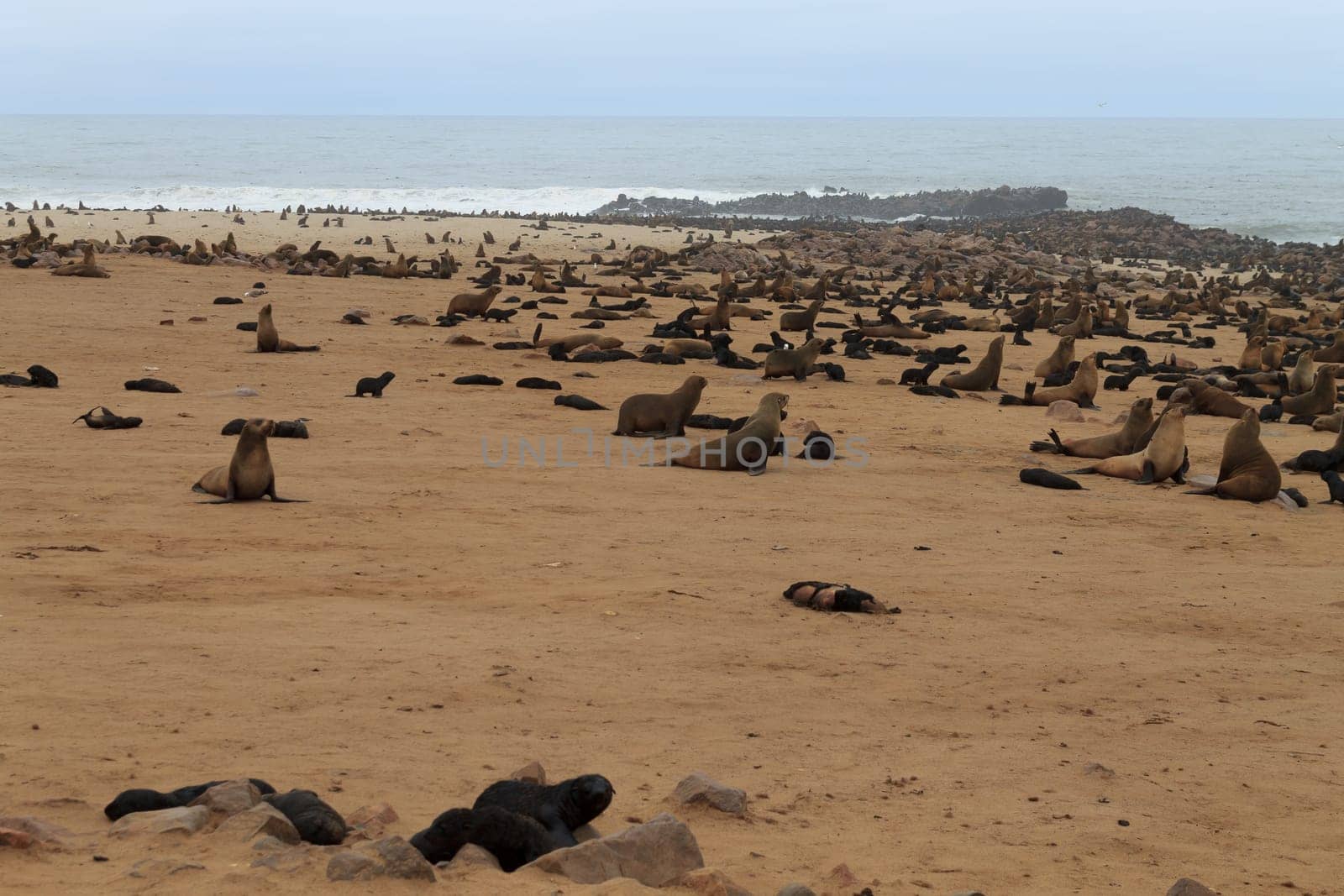 Colony of cape fur seals from Cape Point, Namibia
