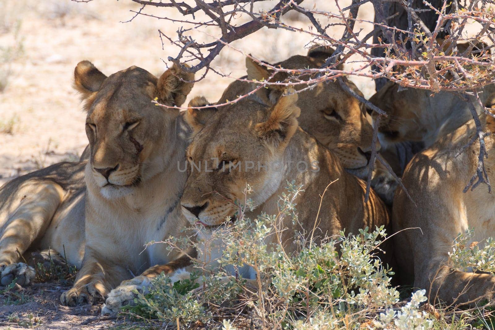 Lions sleeping under trees at Etosha National Park, Namibia