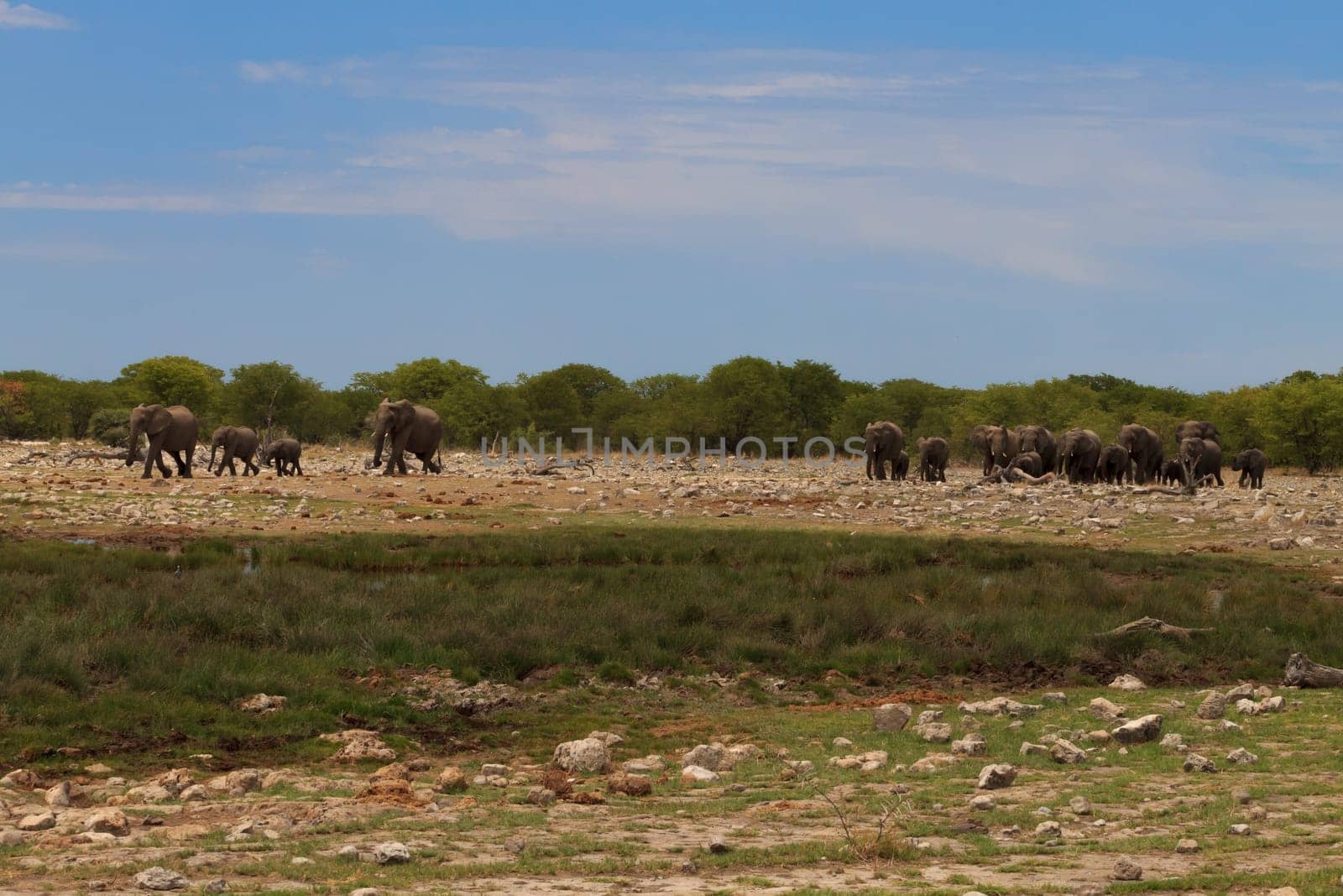 Herd of elephants from Etosha National Park, Namibia