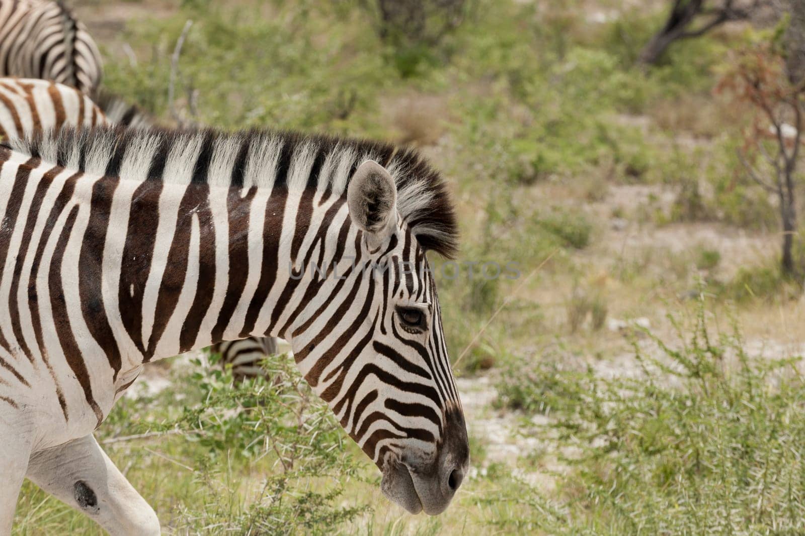 Zebra close up from Etosha National Park, Namibia