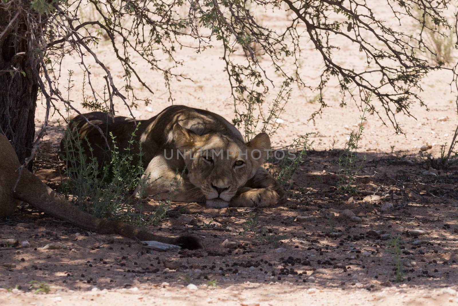 Lions sleeping under trees at Kgalagadi Transfontier Park, South Africa