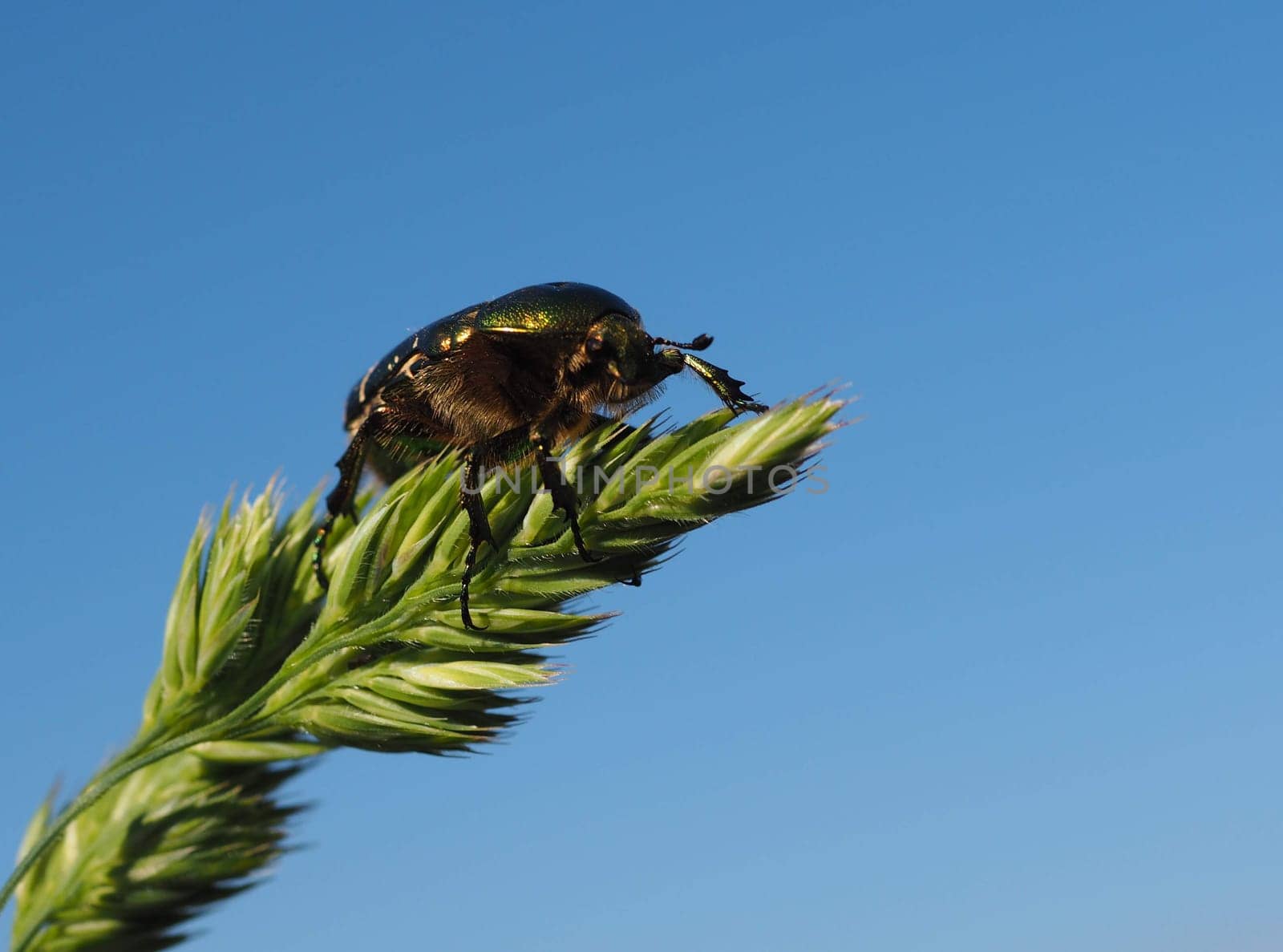 Rose beetle