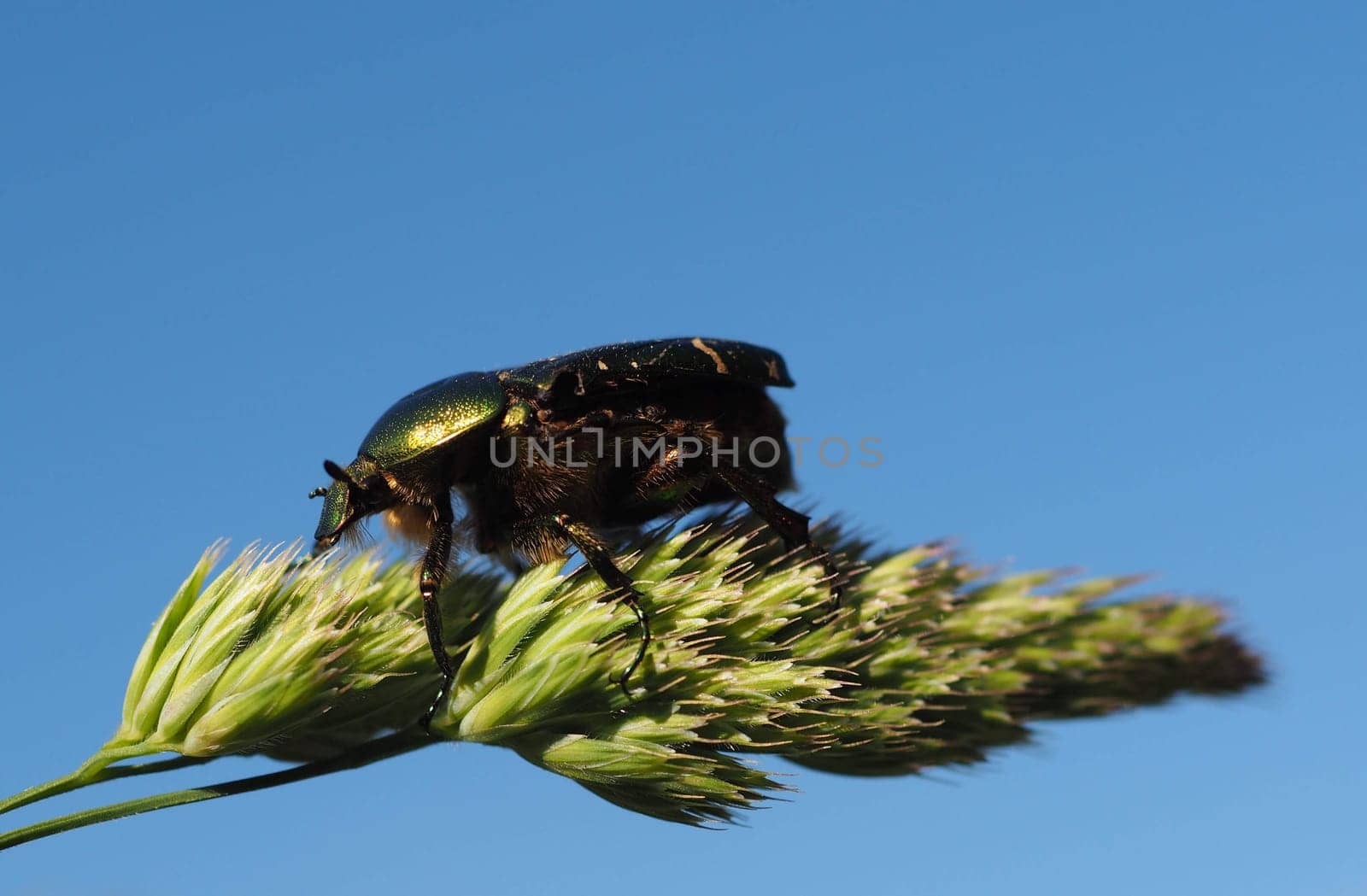 Rose beetle