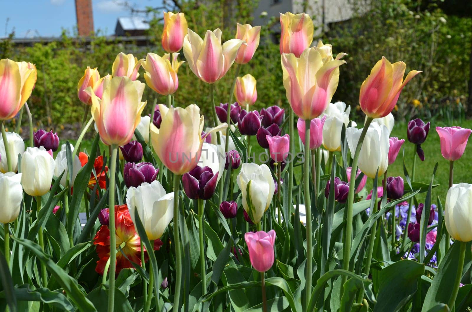 Flowerbed