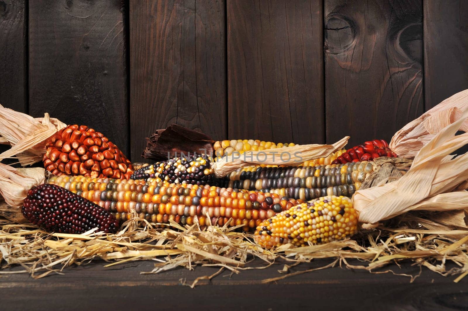 Various colourful corn cobs for Thanksgiving in front of old weathered wooden boards