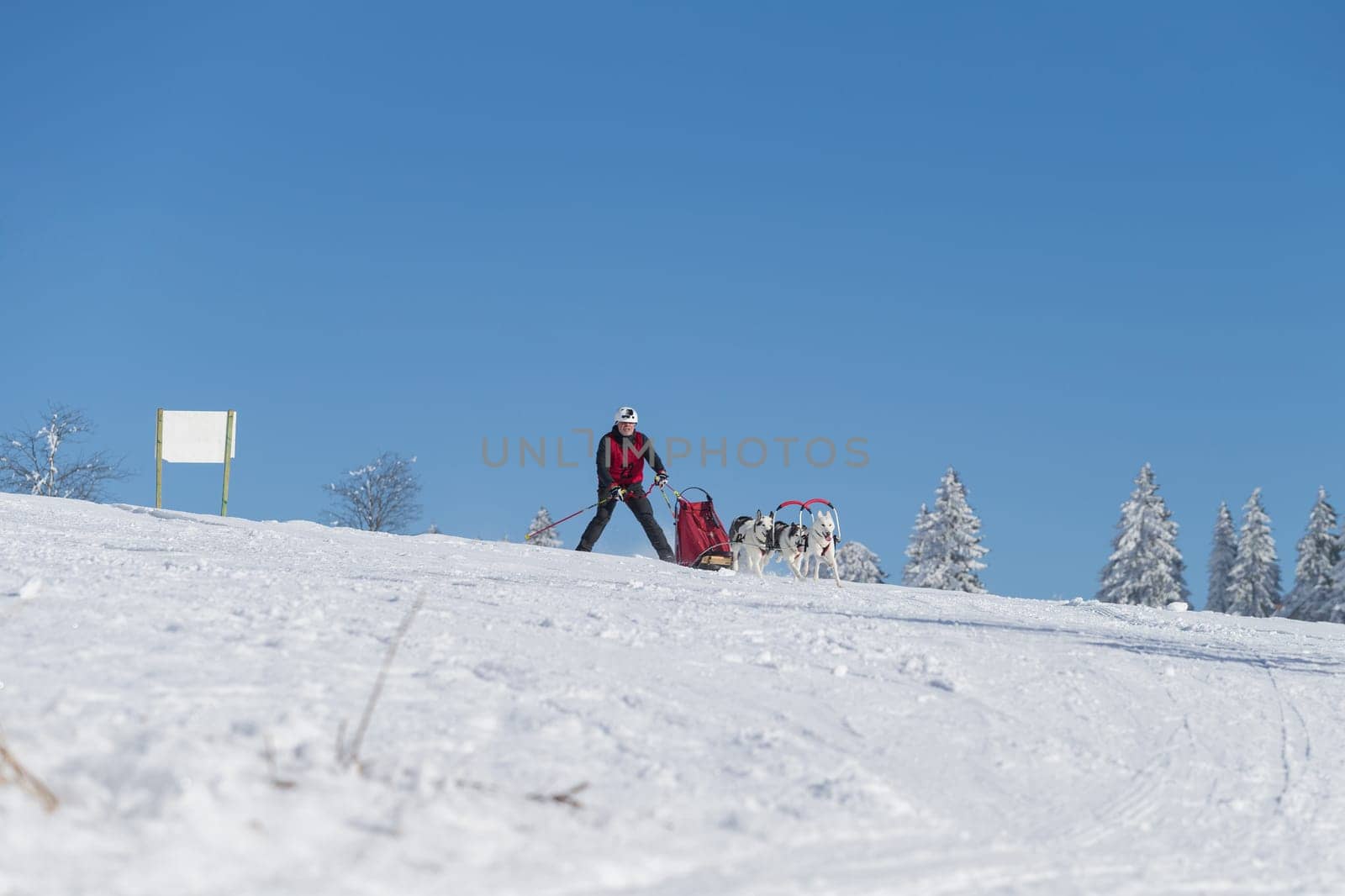 German Championship Sled Dog Race Frauenwald 2015