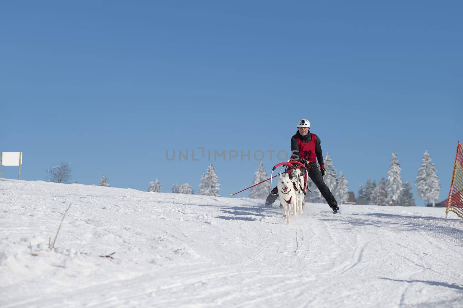 German Championship Sled Dog Race Frauenwald 2015