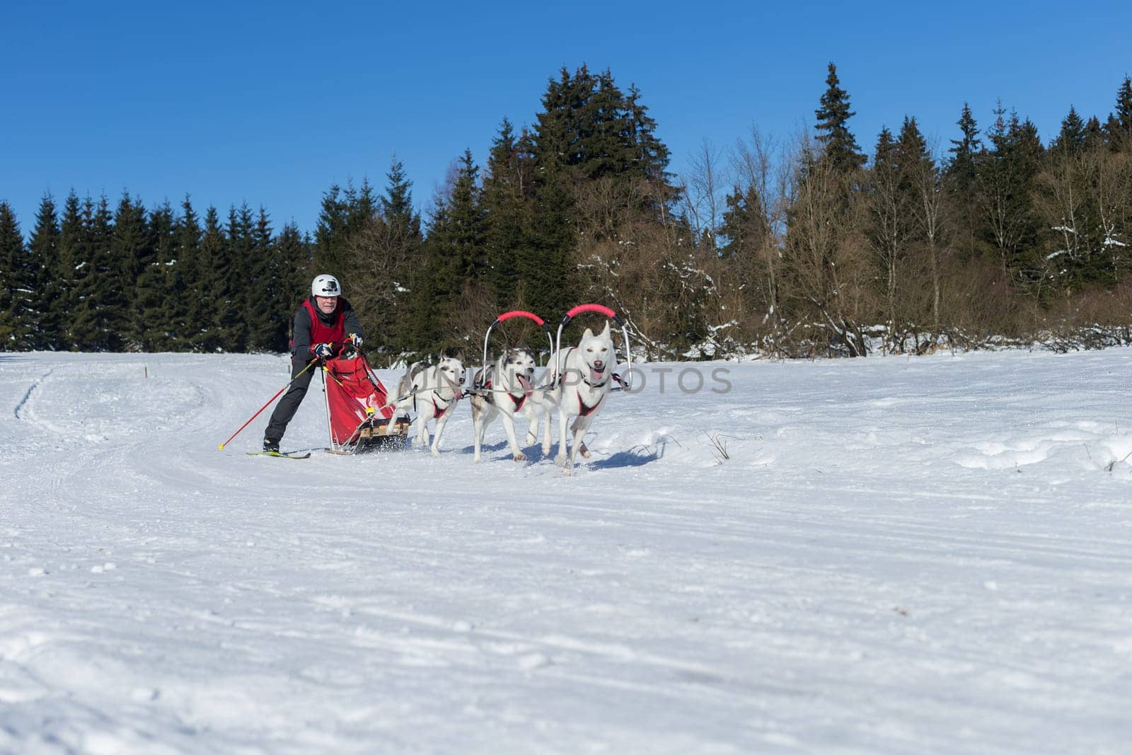 German Championship Sled Dog Race Frauenwald 2015