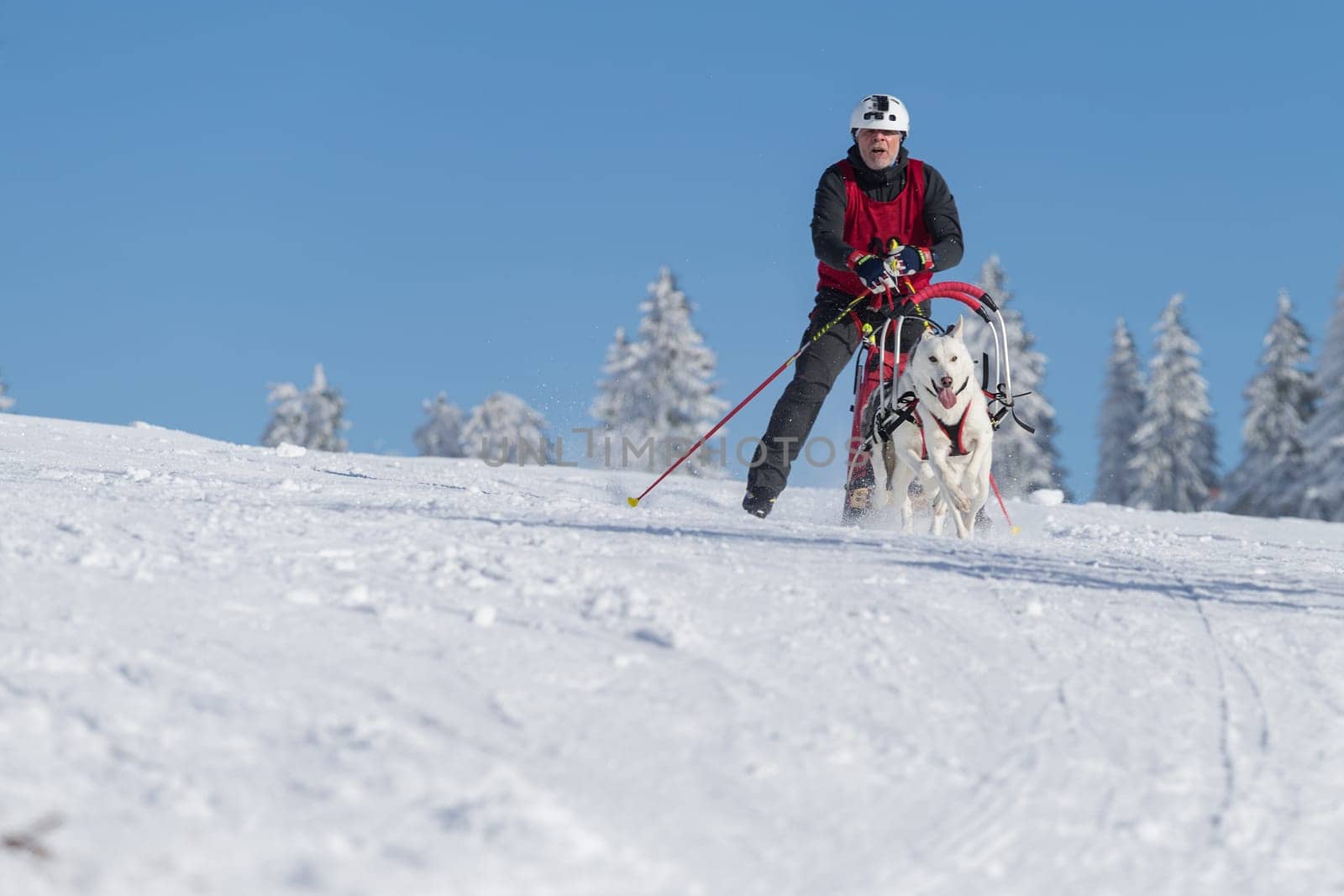 German Championship Sled Dog Race Frauenwald 2015