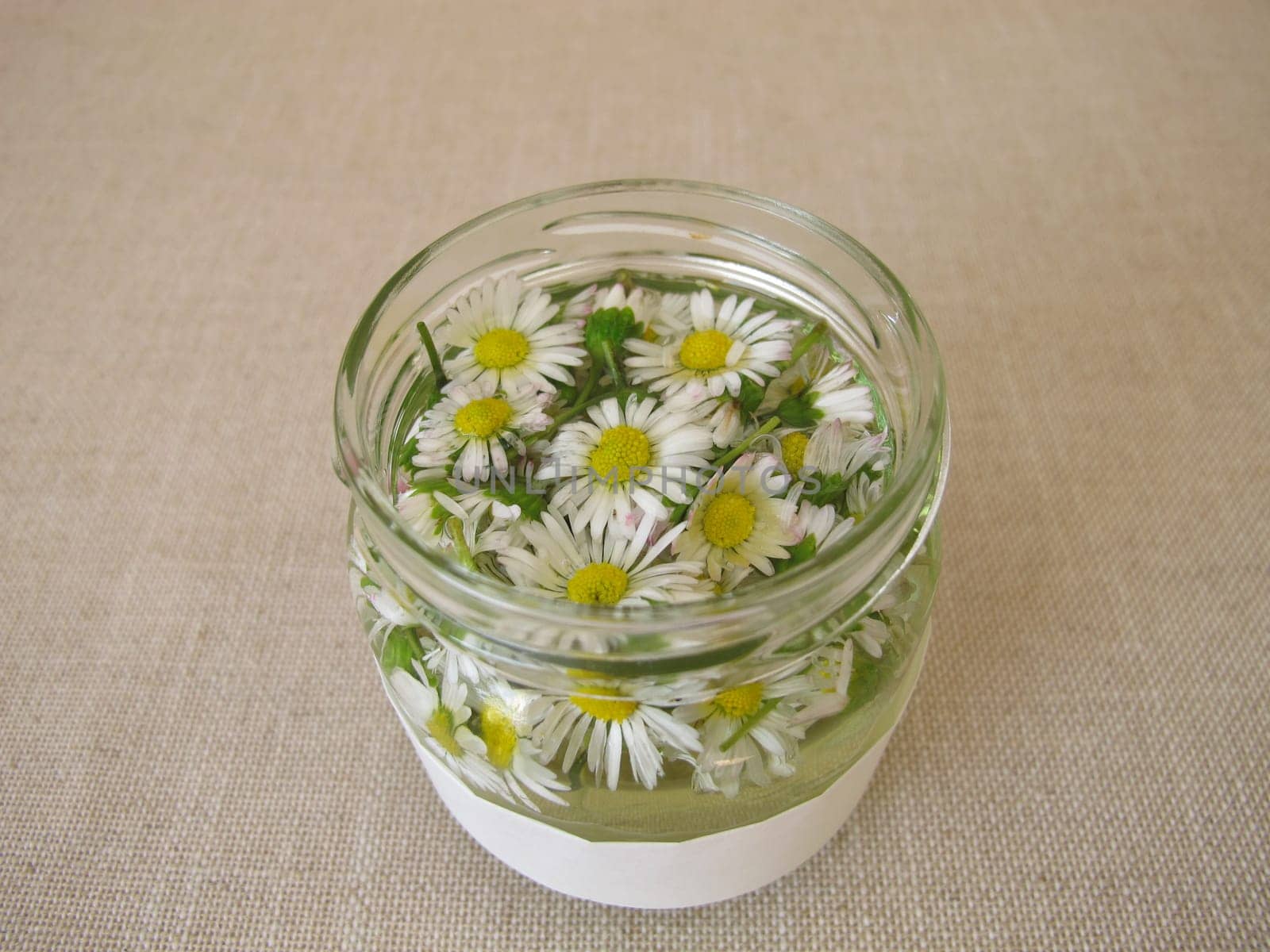 Homemade daisy tincture in a jar
