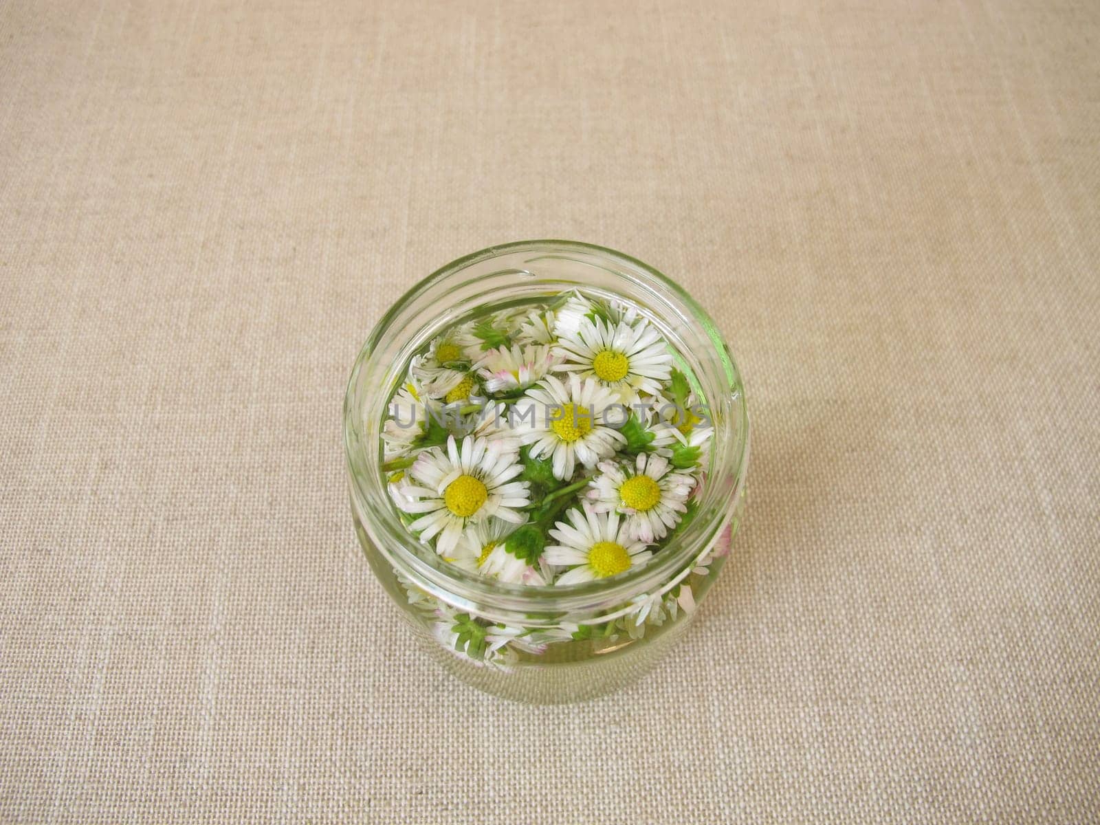 Homemade daisy tincture in a jar