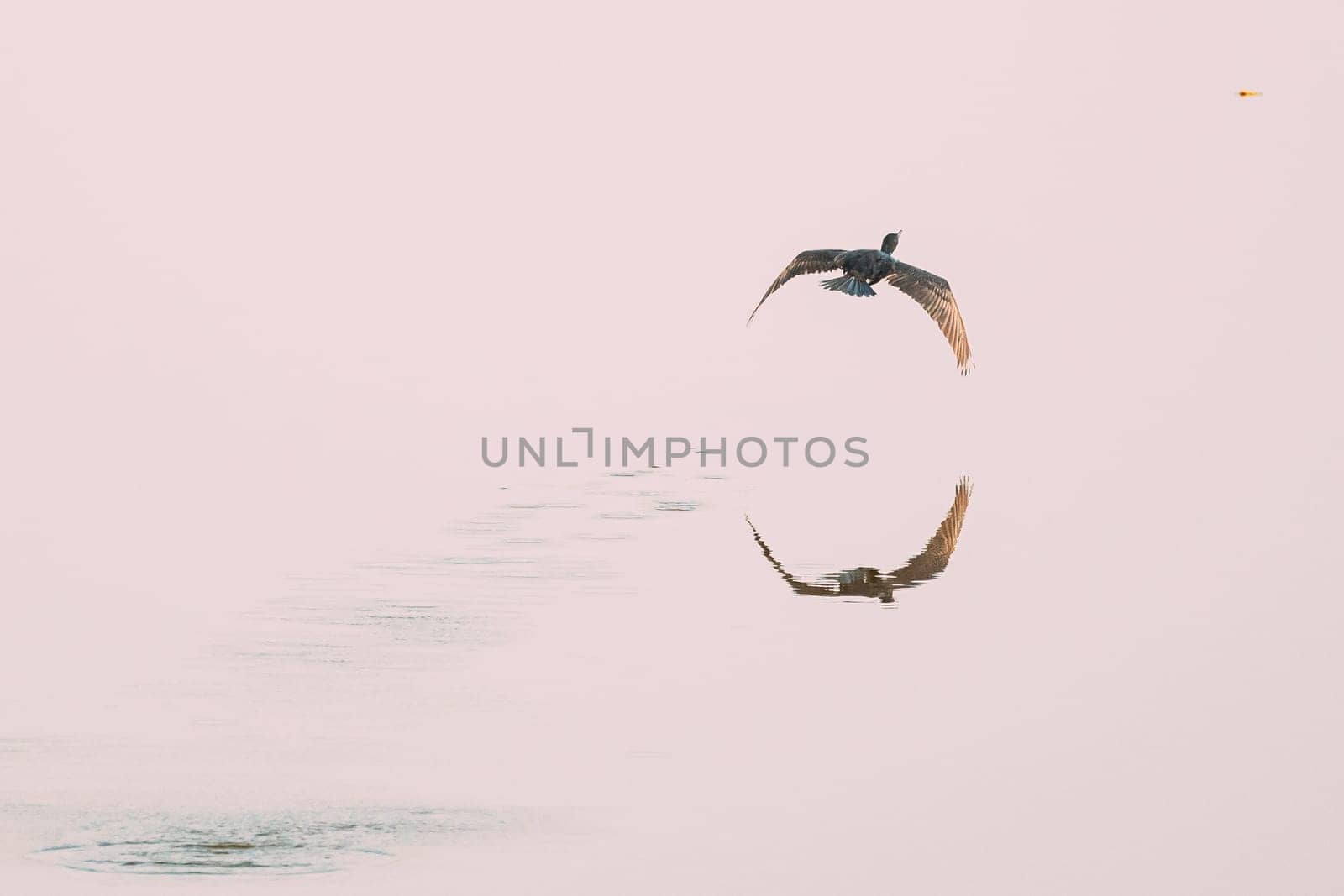 Carambolim Lake, Goa, India. The Indian Cormorant Flying Above Water Surface In Sunny Morning.  Indian Shag (Phalacrocorax Fuscicollis) Is A Member Of The Cormorant Family.
