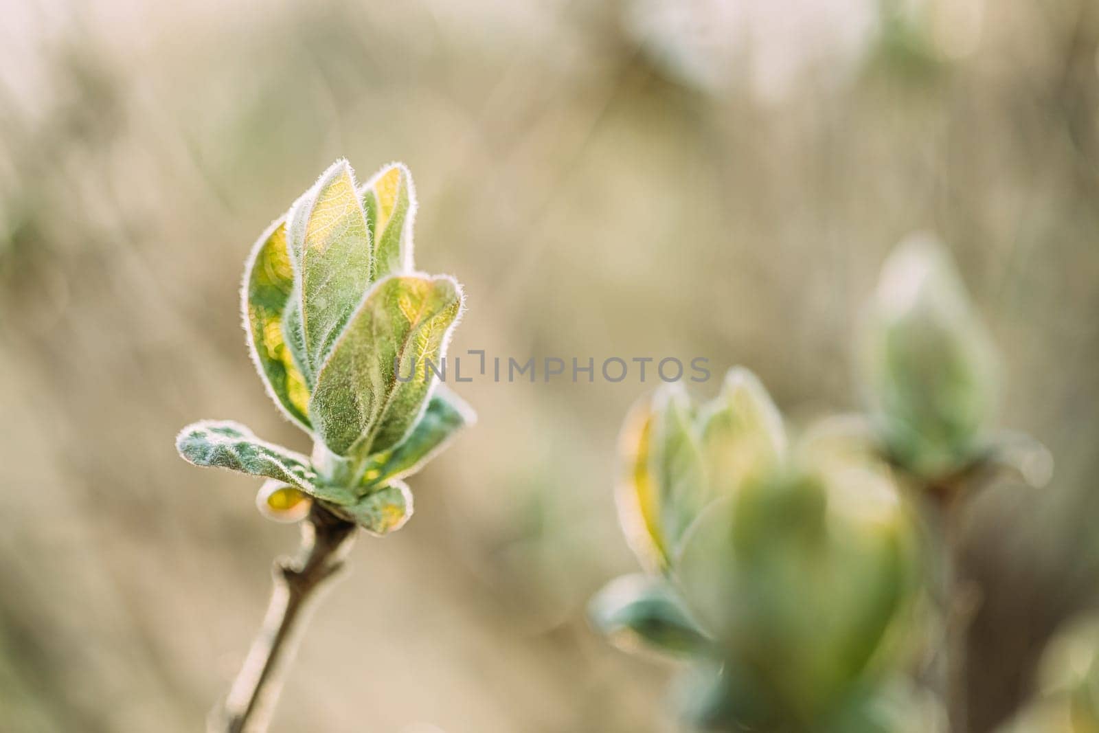 Lonicera Xylosteum. Honeysuckle Young Spring Green Leaf Leaves Growing In Bush Plant. European Fly Honeysuckle, Dwarf Honeysuckle Or Fly Woodbine Is A Deciduous Shrub. Lonicera Periclymenum. Young Lush. Vegetable Garden.