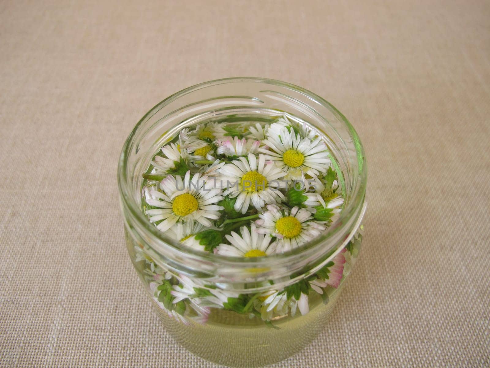Homemade daisy tincture in a jar