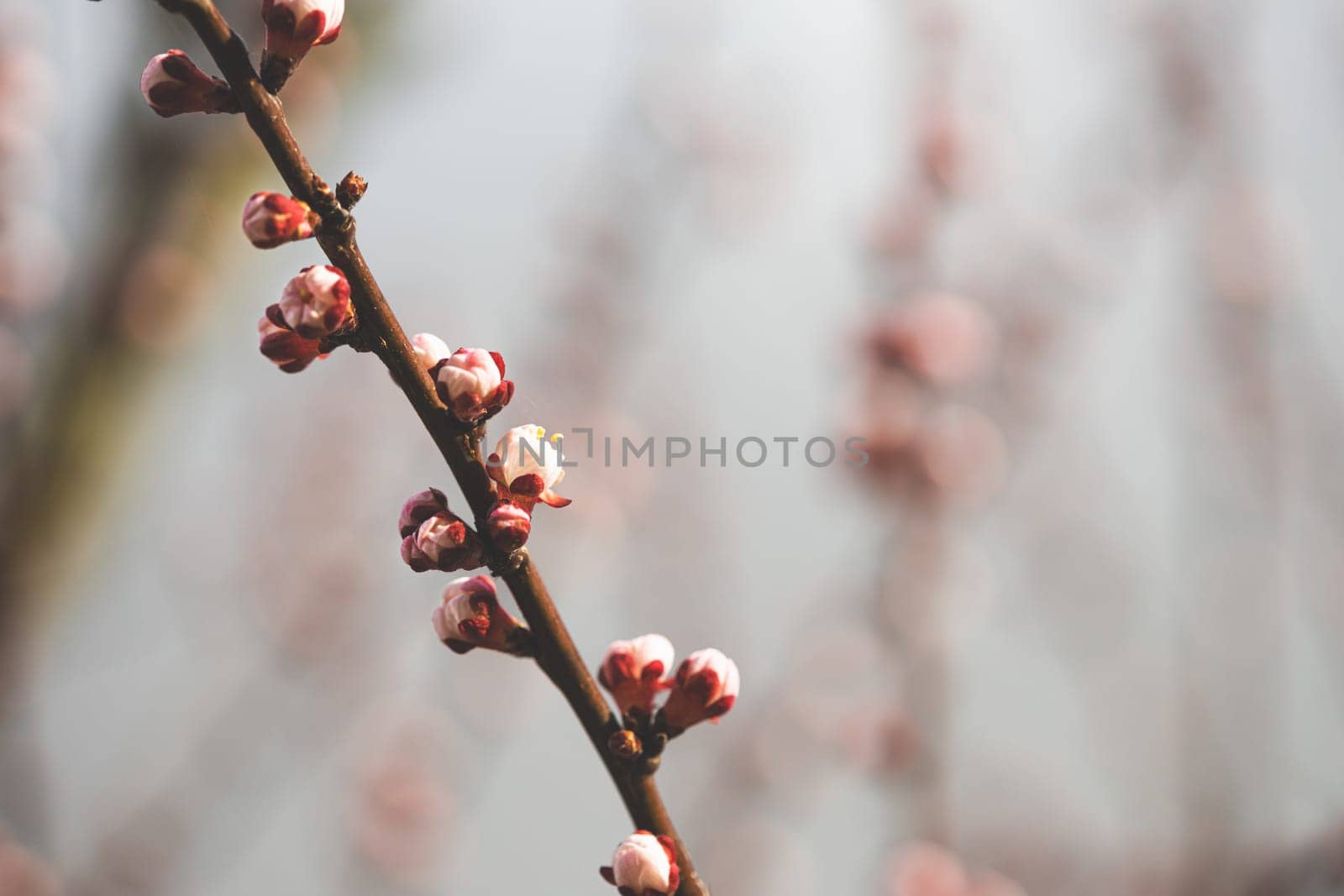 Young Spring Unblown Buds Of Prunus armeniaca (meaning Armenian plum) Growing In Branch Of Tree