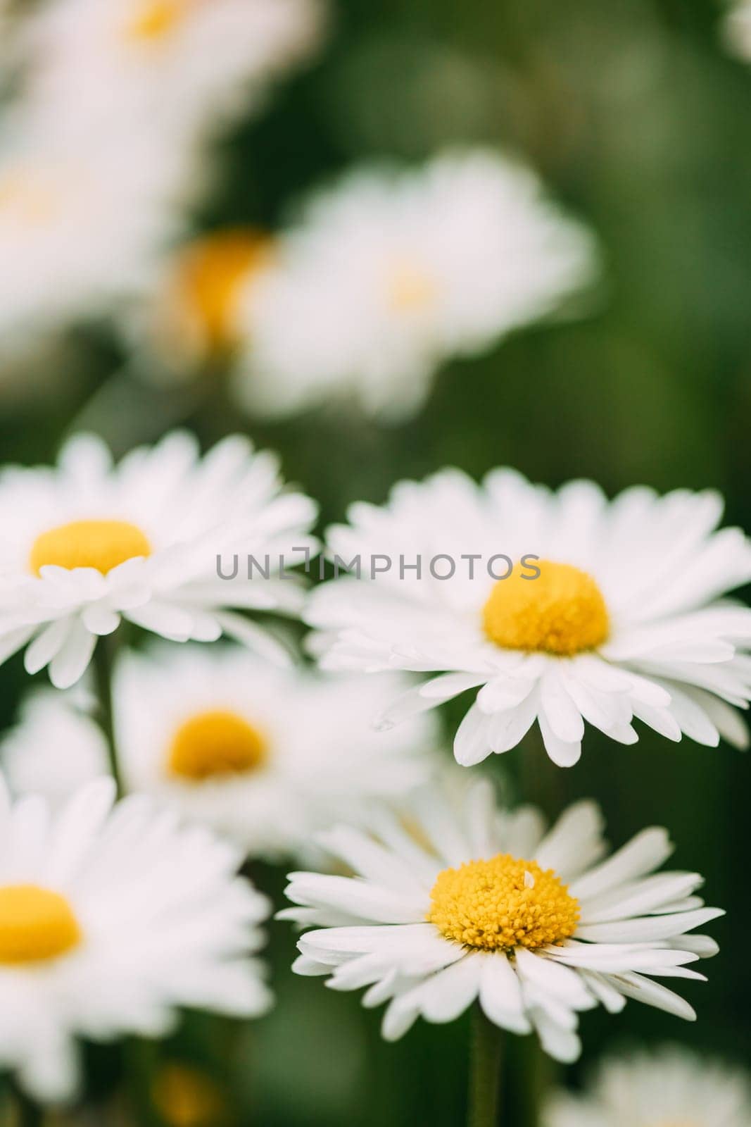 Blooming Wild Flowers Matricaria Chamomilla Or Matricaria Recutita Or Chamomile. Commonly Known As Italian Camomilla, German Chamomile, Hungarian Chamomile, Wild Chamomile In Summer Garden.