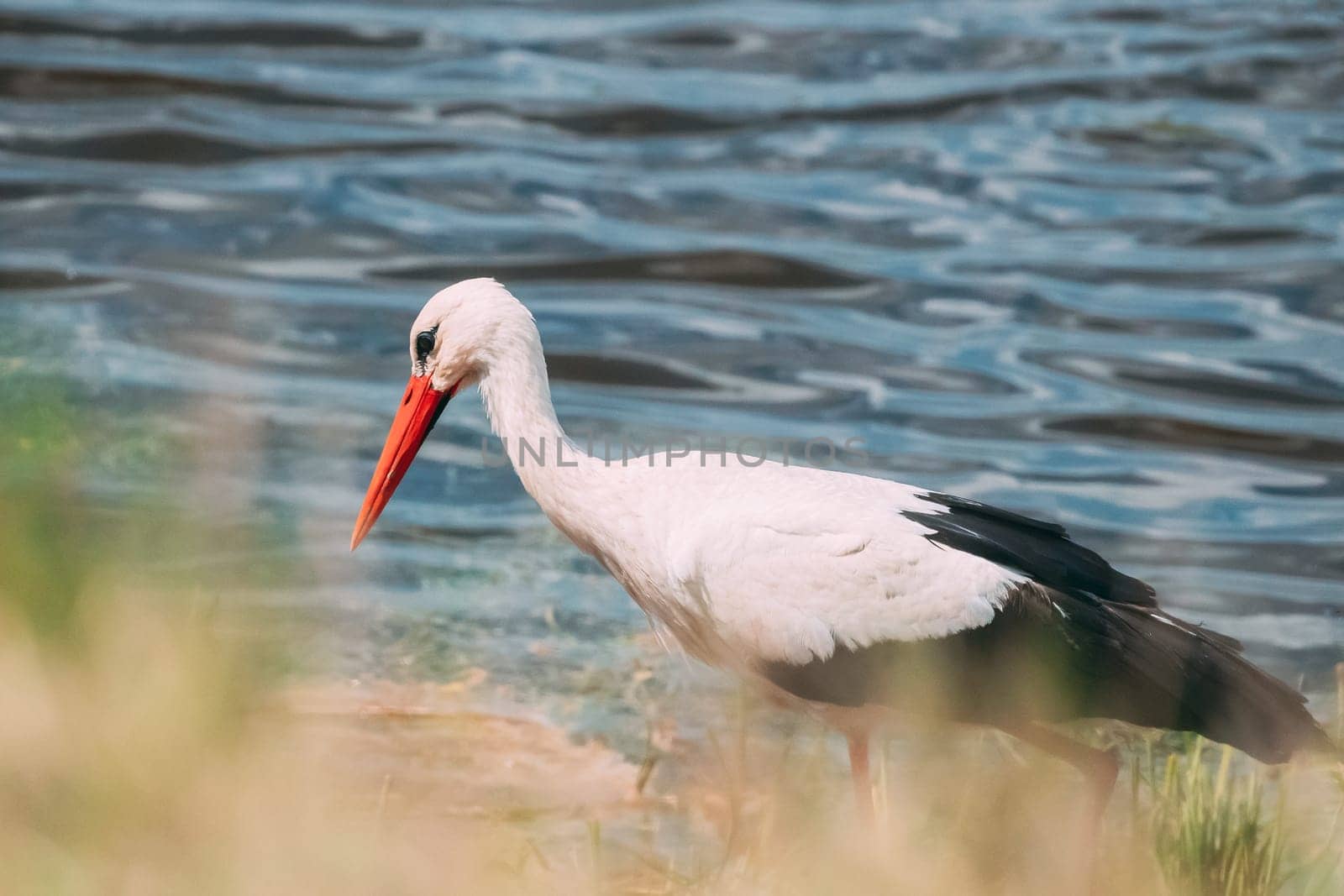 Adult European White Stork Standing Near River Or Lake.
