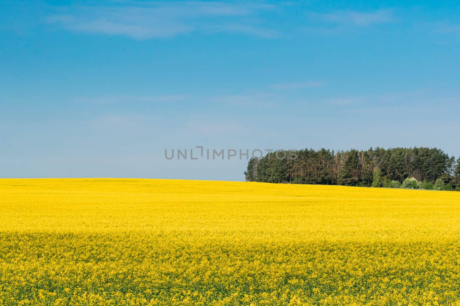 Rural Landscape With Blossom Of Canola Colza Yellow Flowers. Rapeseed, Oilseed Field Meadow Grove