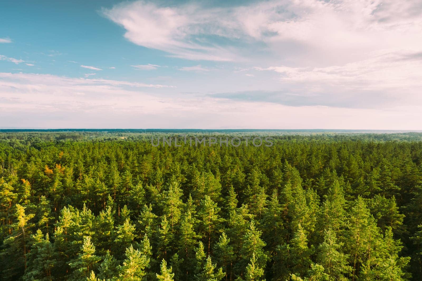 Aerial View Of Green Pine Coniferous Forest In Landscape In Summer Evening. Top View From Attitude. Drone View Of European Woods At Summer.