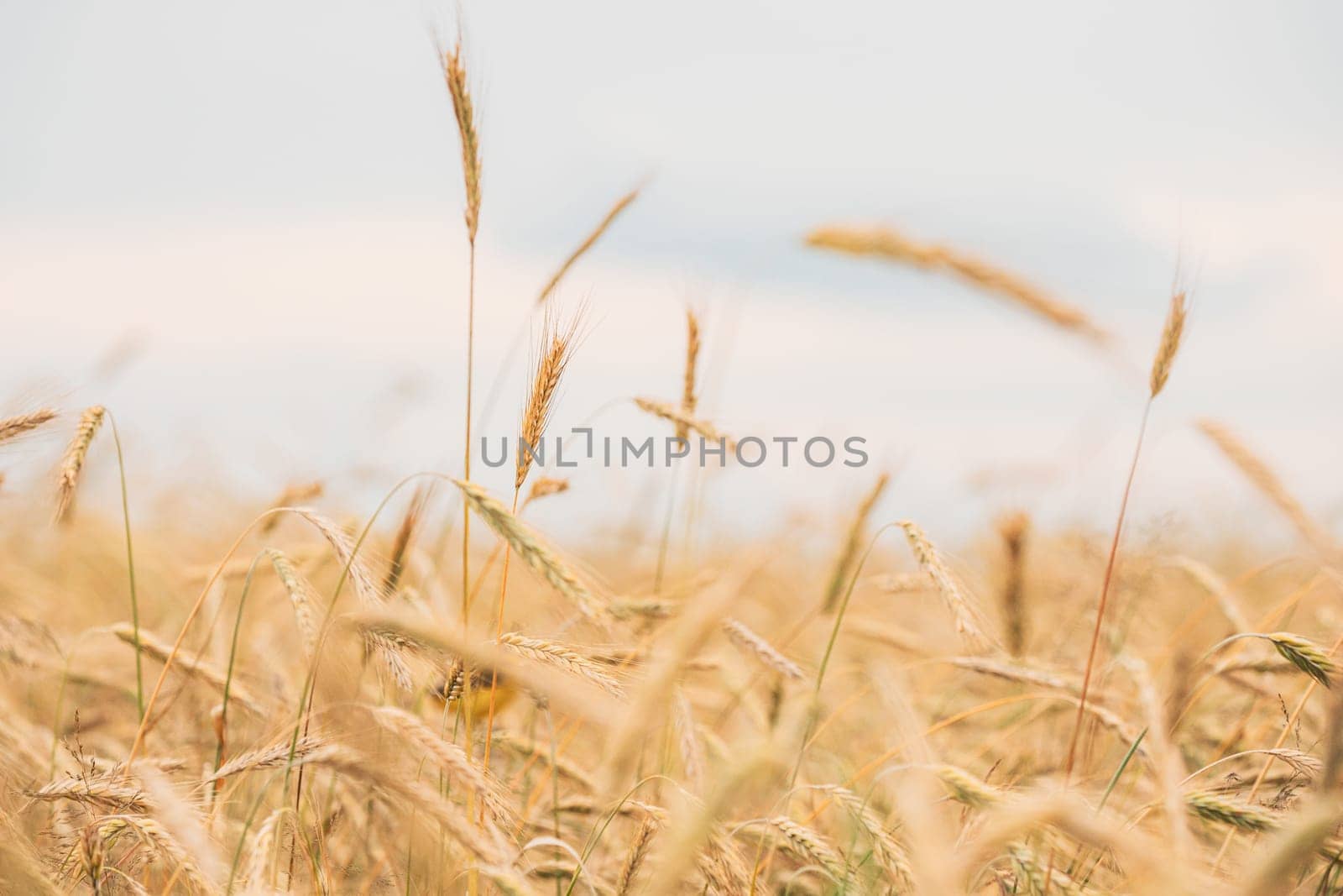 Young Wheat Field. Summer Agricultural Field Close Up.