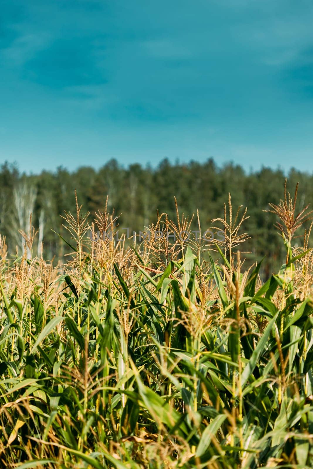 Rural Landscape Maize Field With Corn Sprouts. Young Green Cornfield Plantation. Agricultural Crop