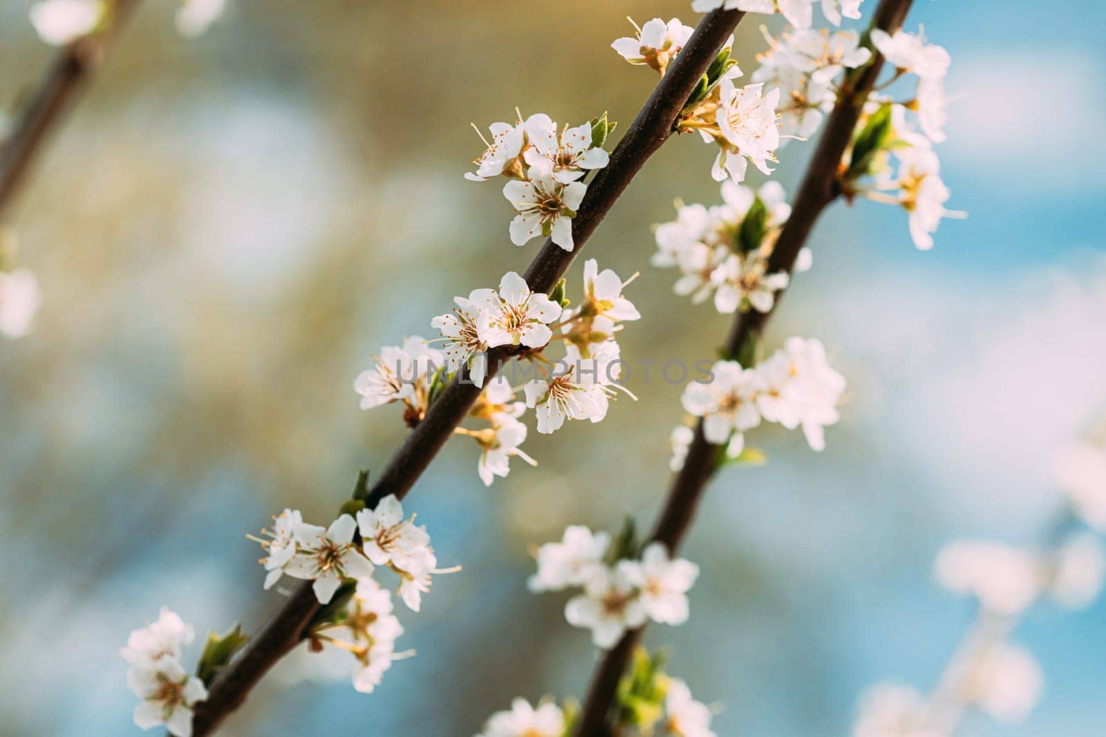 White Young Spring Flowers Of Prunus subg. Cerasus Growing In Branch Of Tree