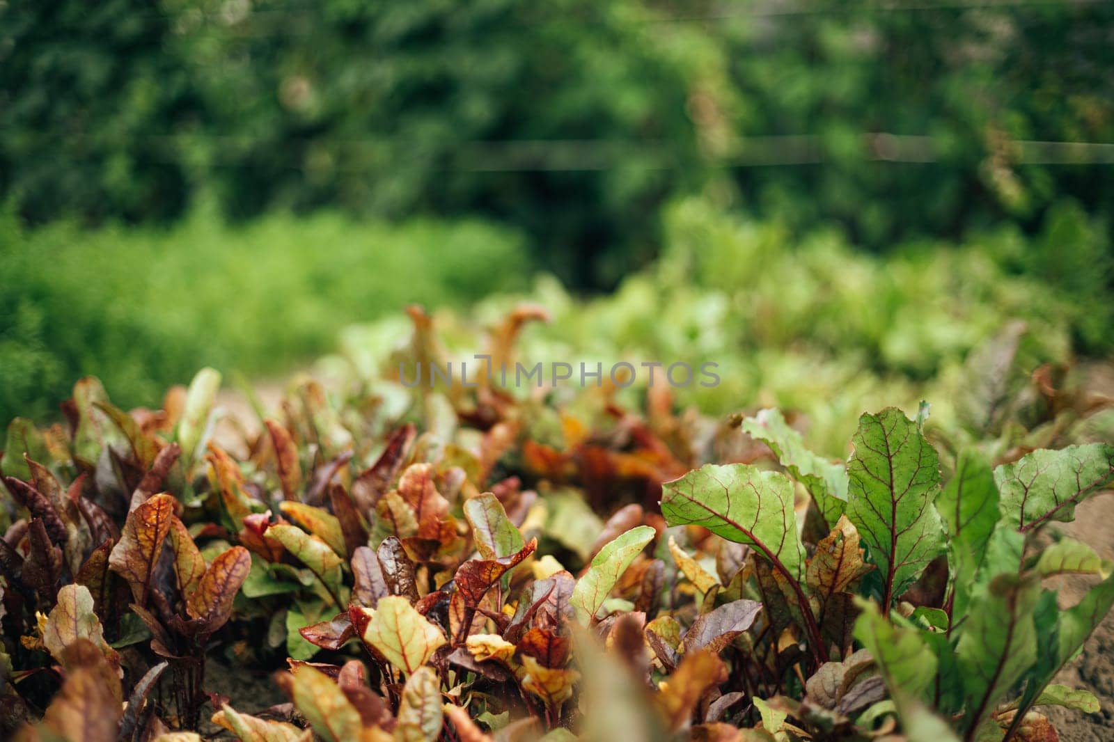 Bed With Beet In Vegetable Garden On Summer Day.