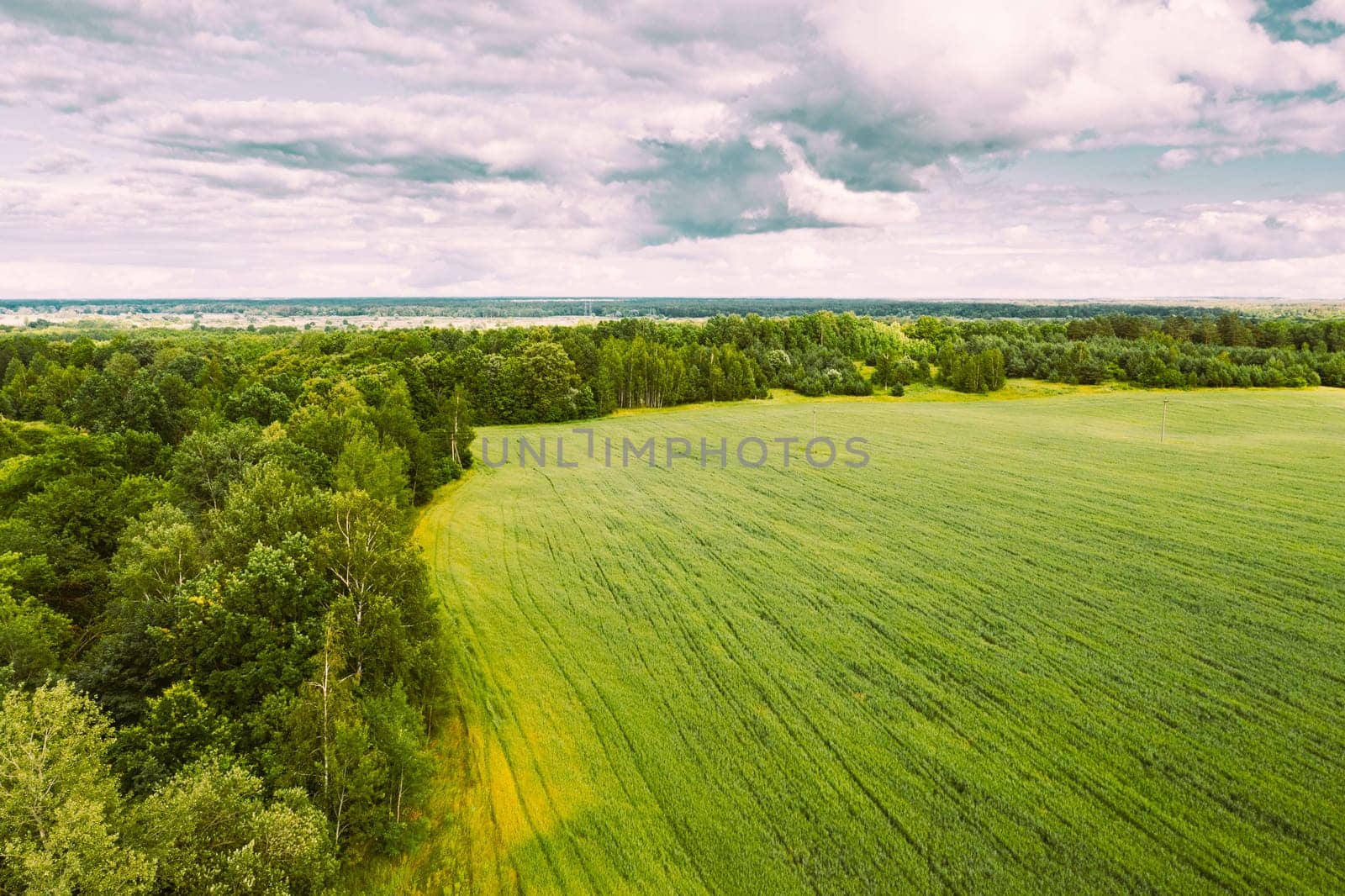 Countryside Rural Green Field Landscape With Young Wheat Sprouts And Forest In Spring Summer Cloudy Day. Agricultural Field. Young Wheat Shoots. Aerial View.