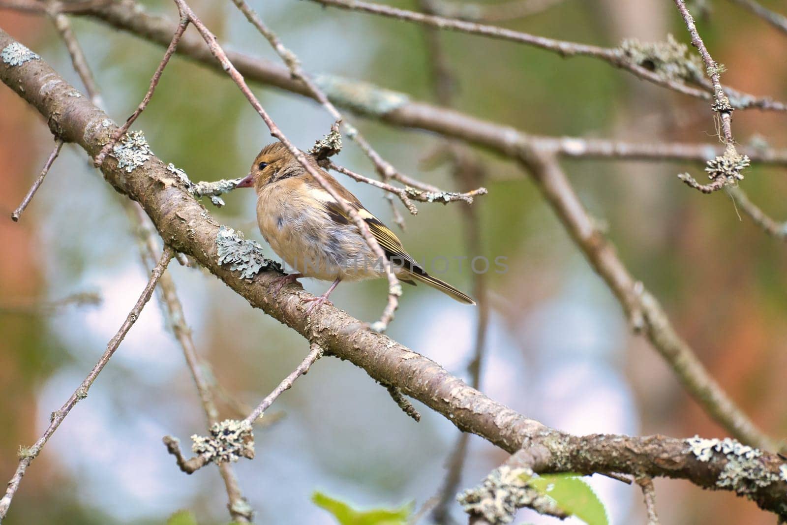 Chaffinch young on a branch in the forest. Brown, gray, green plumage. Small songbird in nature. Animal photo of small bird