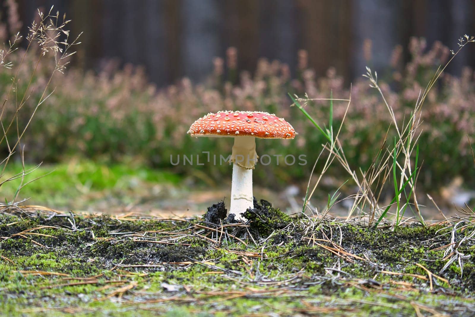 Toadstool in a heather field in the forest. Poisonous mushroom. Red cap with white spots. Close up from nature in forest
