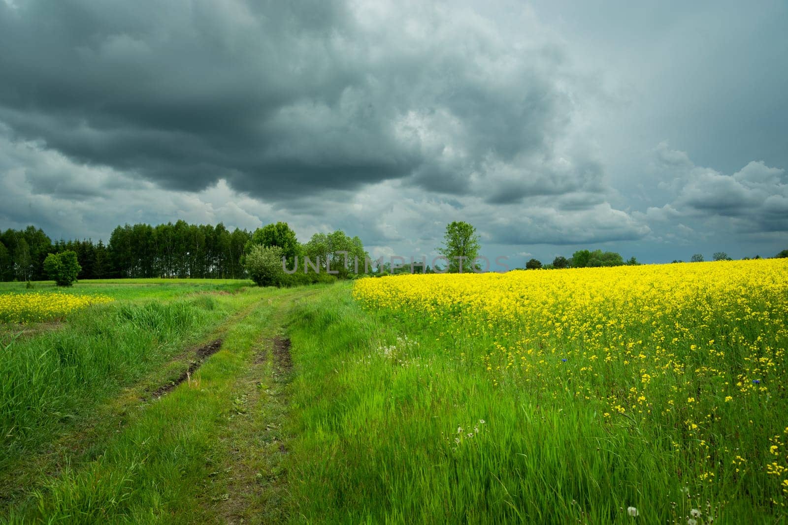 Country road and yellow field, cloudy spring view
