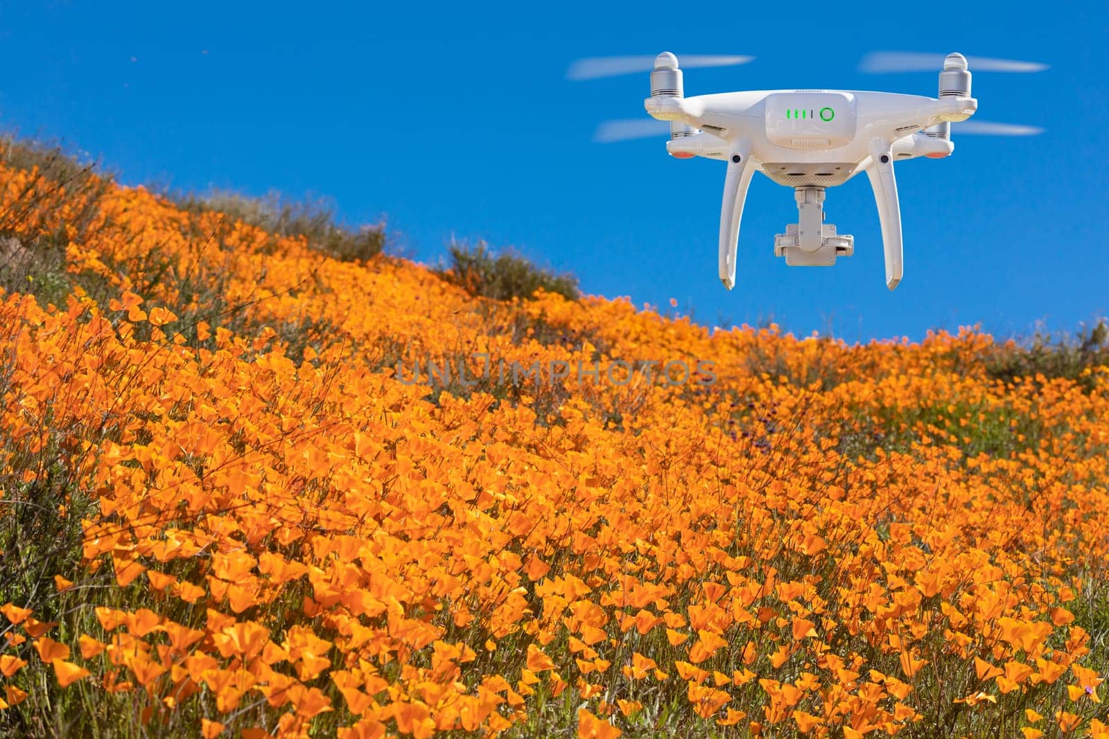 Drone Flying Above Seasonal California Poppies Bloom Landscape
