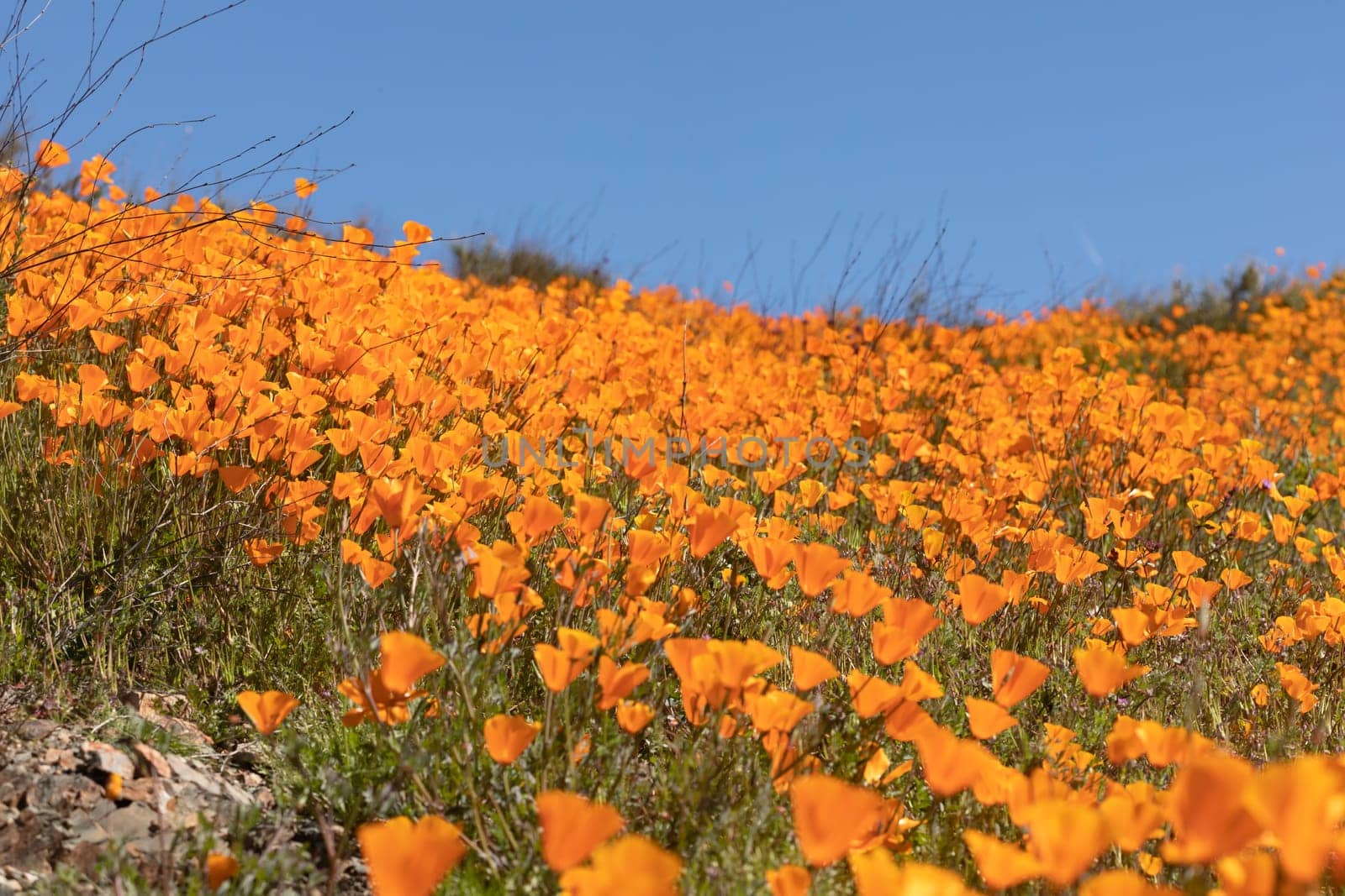 Seasonal California Poppies Bloom Landscape