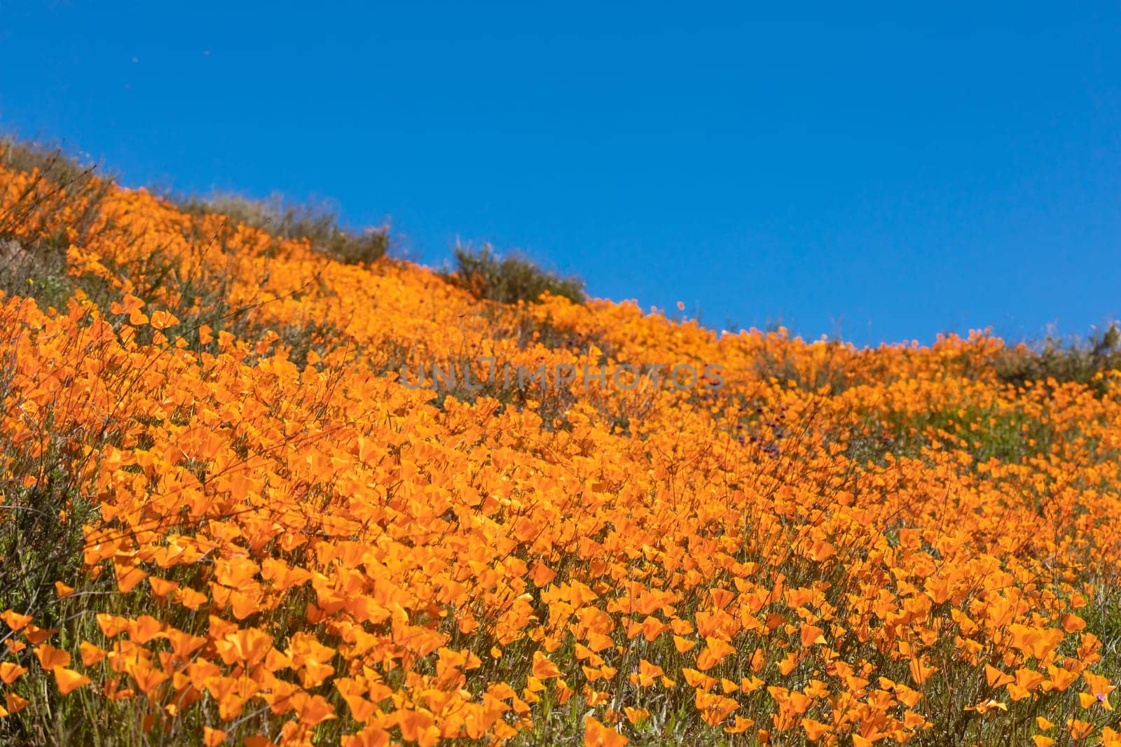 Seasonal California Poppies Bloom Landscape