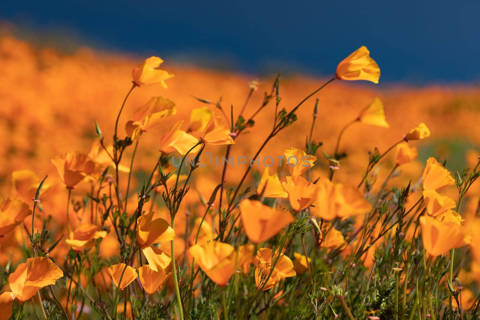 Seasonal California Poppies Bloom Landscape