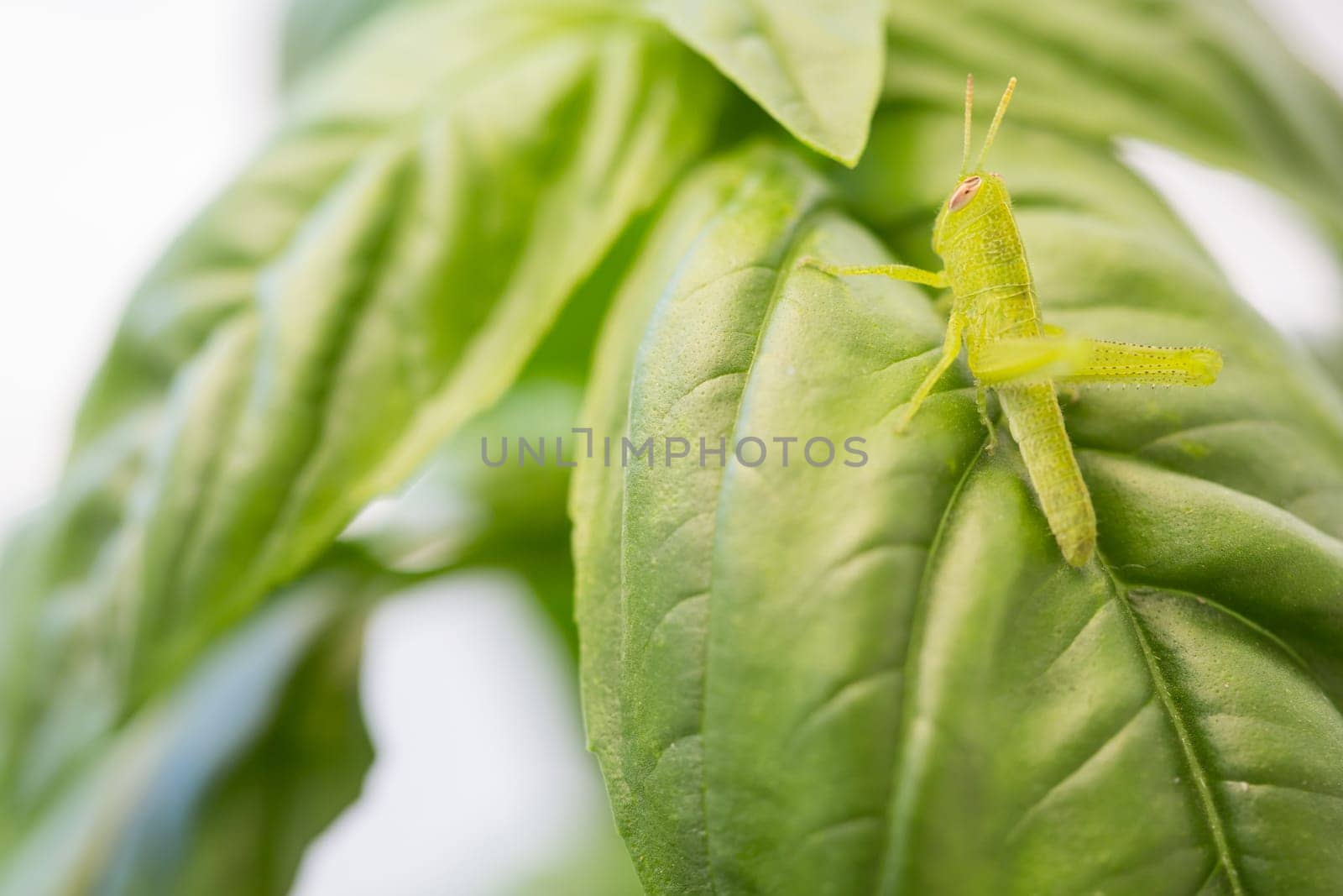 Beautiful Small Green Grasshopper Close-Up Resting On Basil Leaves.