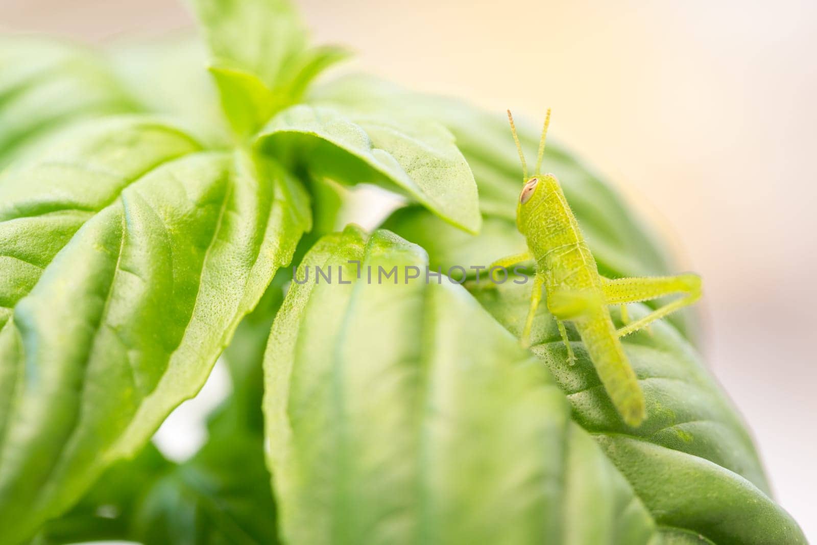 Beautiful Small Green Grasshopper Close-Up Resting On Basil Leaves.