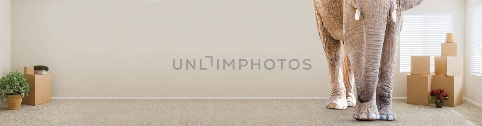 Adult Elephant Standing in Empty Room With Moving Boxes.